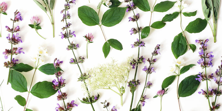 Health Benefits of Herbal Ingredients in Tea