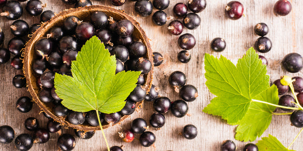 Top 5 Health Benefits of Black Currant Tea | Tea Forte
