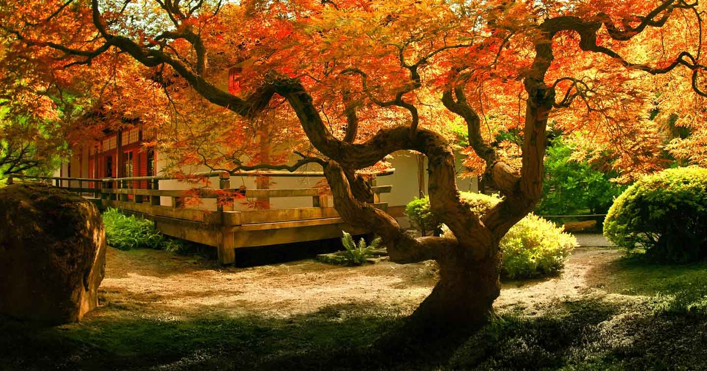 Old tree with autumn leaves in front of a teahouse