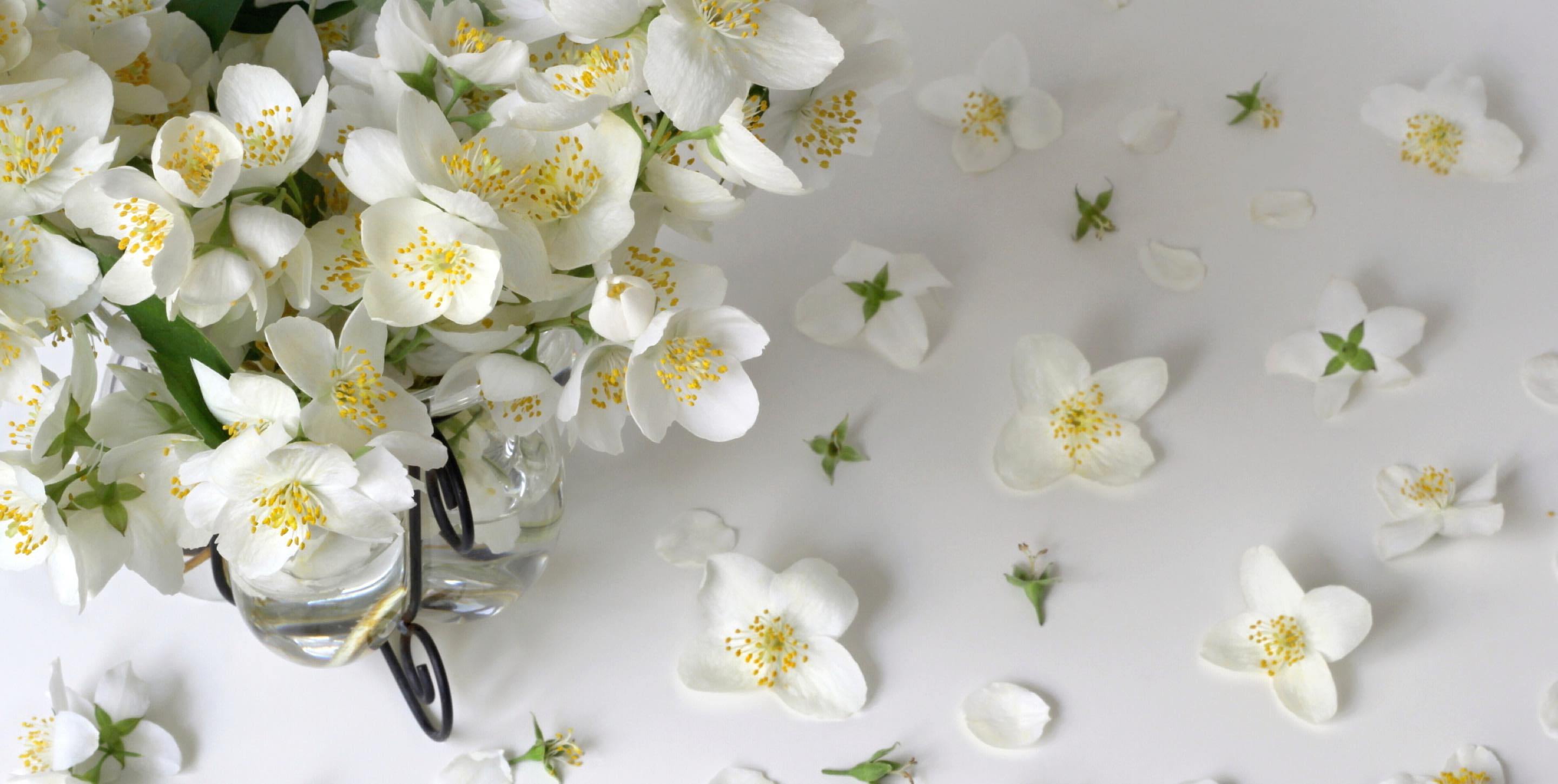 Jasmine blossoms spilling out on a white background
